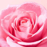Nuxe Very Rose Gelée Nettoyante Apaisante 150ml