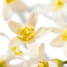 Nuxe Huile Prodigieuse Neroli 100ml